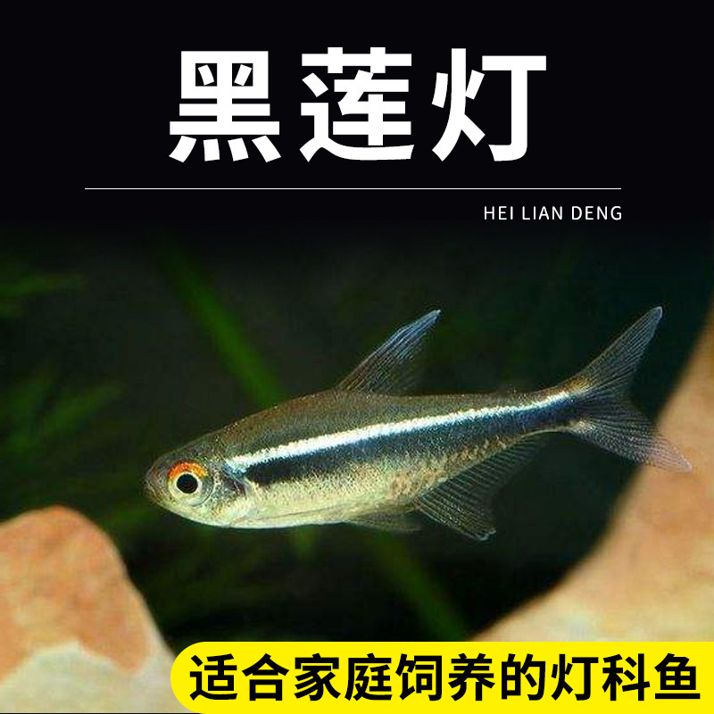 黑莲灯鱼黑灯管小型观赏鱼草缸黑灯活体淡水群游黑莲灯鱼霓虹灯鱼