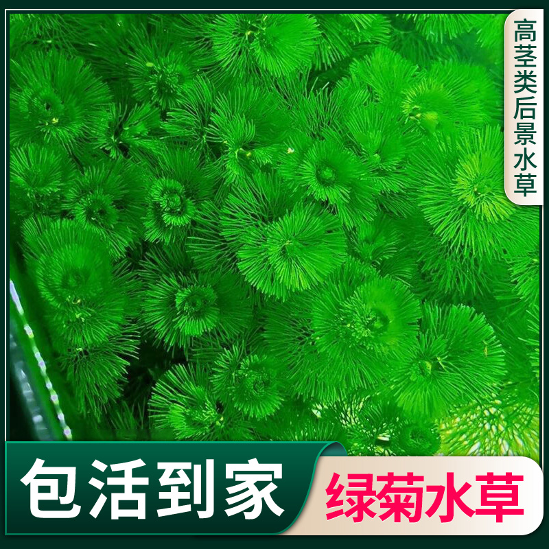 水草绿菊脆么么入水即活