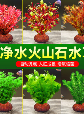 水草植物鱼缸造景火山石真草水培蜈蚣草水榕阴性绿菊净化水质套餐