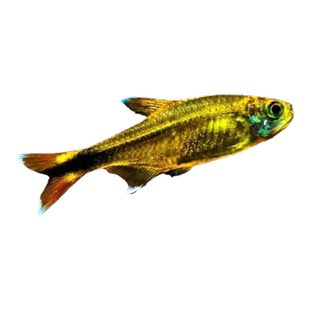 迷你灯鱼满天星热带淡水鱼小型鱼银屏灯草缸群游活体淡水灯科鱼