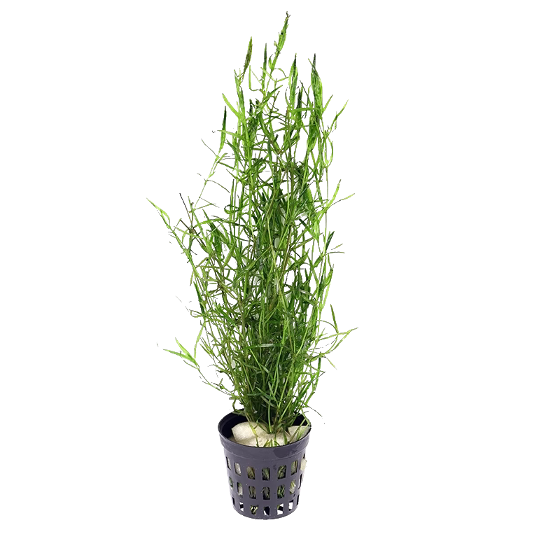 水草印度小竹节草好养植物鱼缸水水草