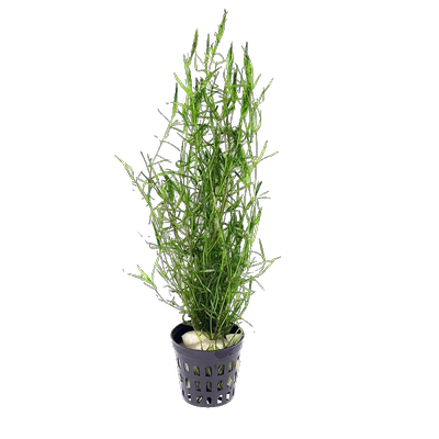 水草印度小竹节草好养植物鱼缸水族箱装饰造景绿菊蜈蚣草净水真草