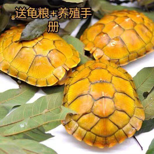 黄金巴西乌龟活体黄色观赏龟宠物龟小乌龟活物外塘好养活的龟龟