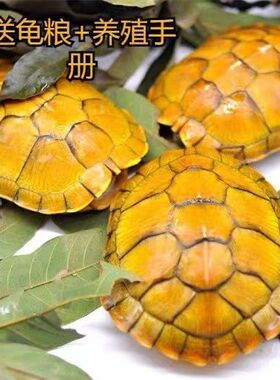 黄金巴西乌龟活体黄色观赏龟宠物龟小乌龟活物外塘好养活的龟龟