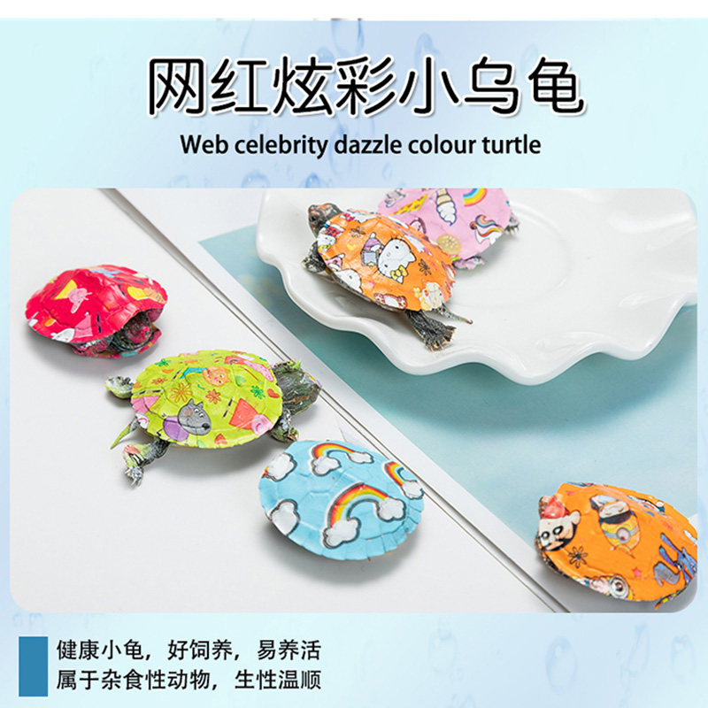 小乌龟活体网红七彩小乌龟卡通彩色小草龟宠物活体观赏龟摆摊专属