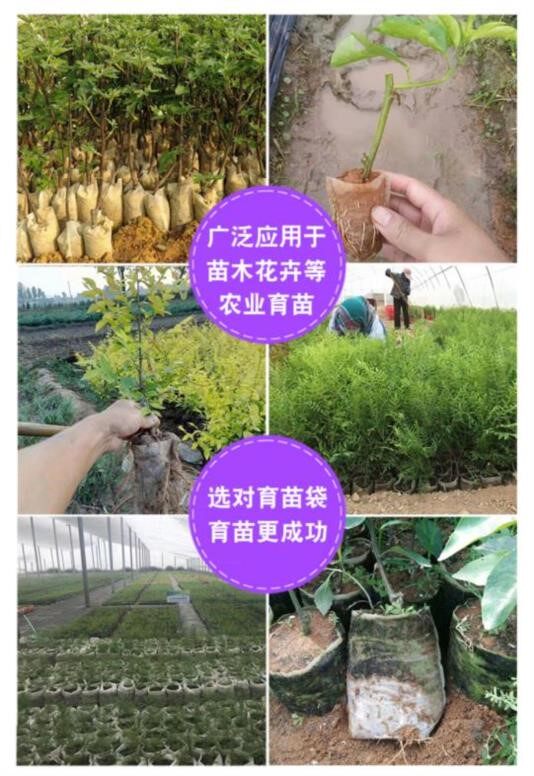 种植袋用品树苗营养杯栽树发苗培植一次性杯秧苗营养袋小花园艺养