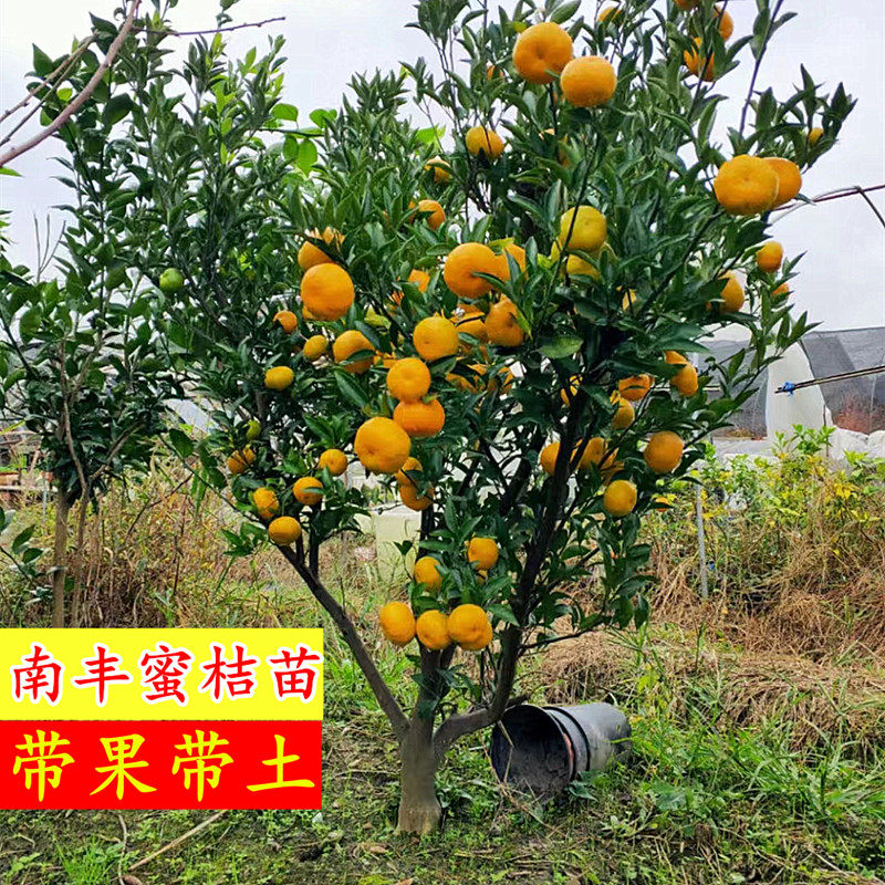 宁波南丰蜜桔树苗 盆栽砂糖橘贡桔结果苗 庭院橘子果树苗包邮