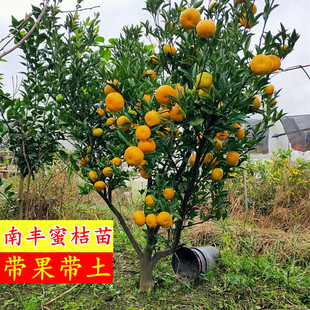宁波南丰蜜桔树苗 盆栽砂糖橘贡桔结果苗 庭院橘子果树苗包邮