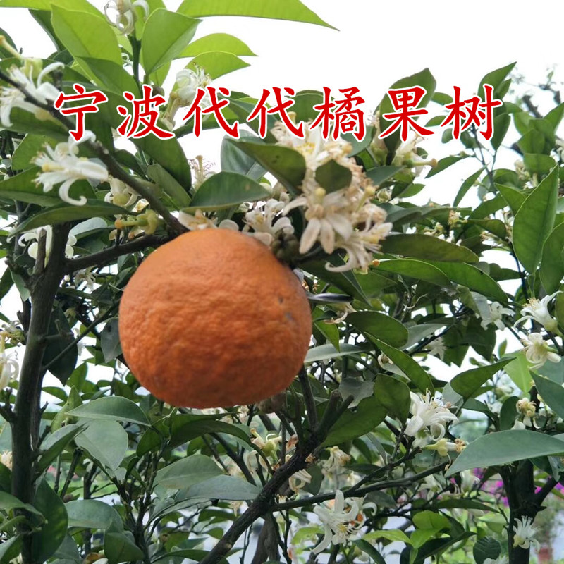 树苗苦橙代代桔果树苗