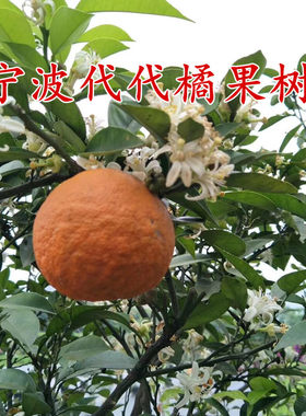 树苗苦橙代代桔果树苗