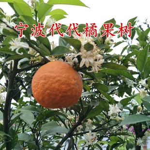 宁波代代橘果树苗 盆栽代代桔结果苗 庭院回青橙树苗苦橙吃气管炎