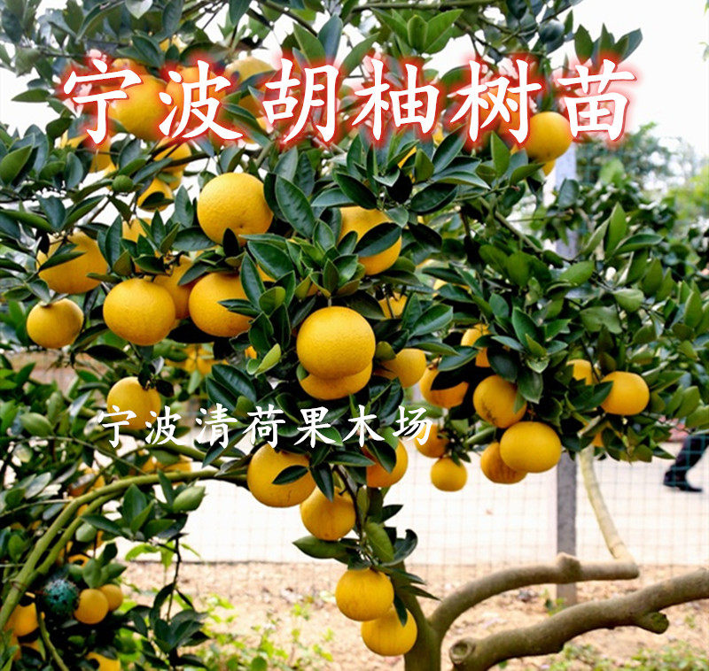 现挖现卖浙江常山胡柚树苗 盆栽黄金柚子树 胡柚结果苗庭院果树