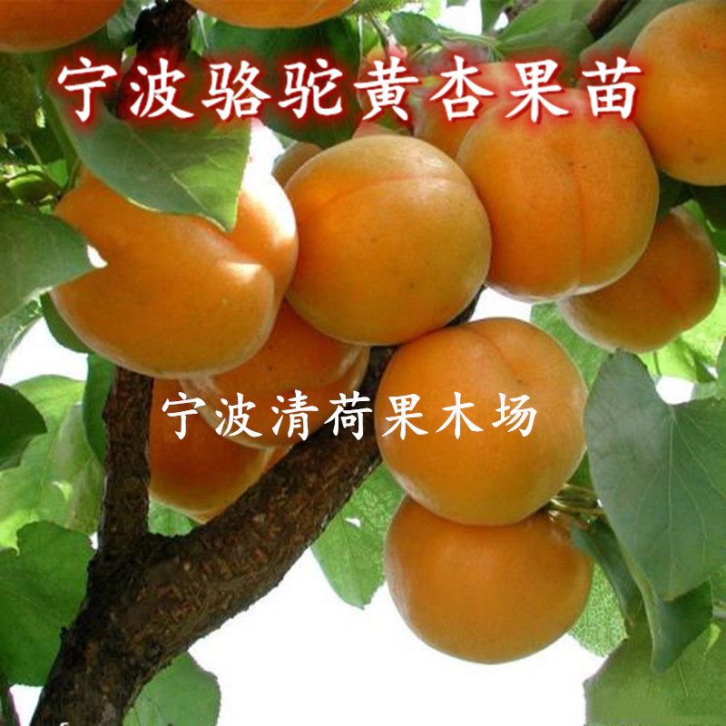 宁波骆驼黄杏树苗 庭院地栽杏子树结果苗 盆栽红杏嫁接苗果子高产