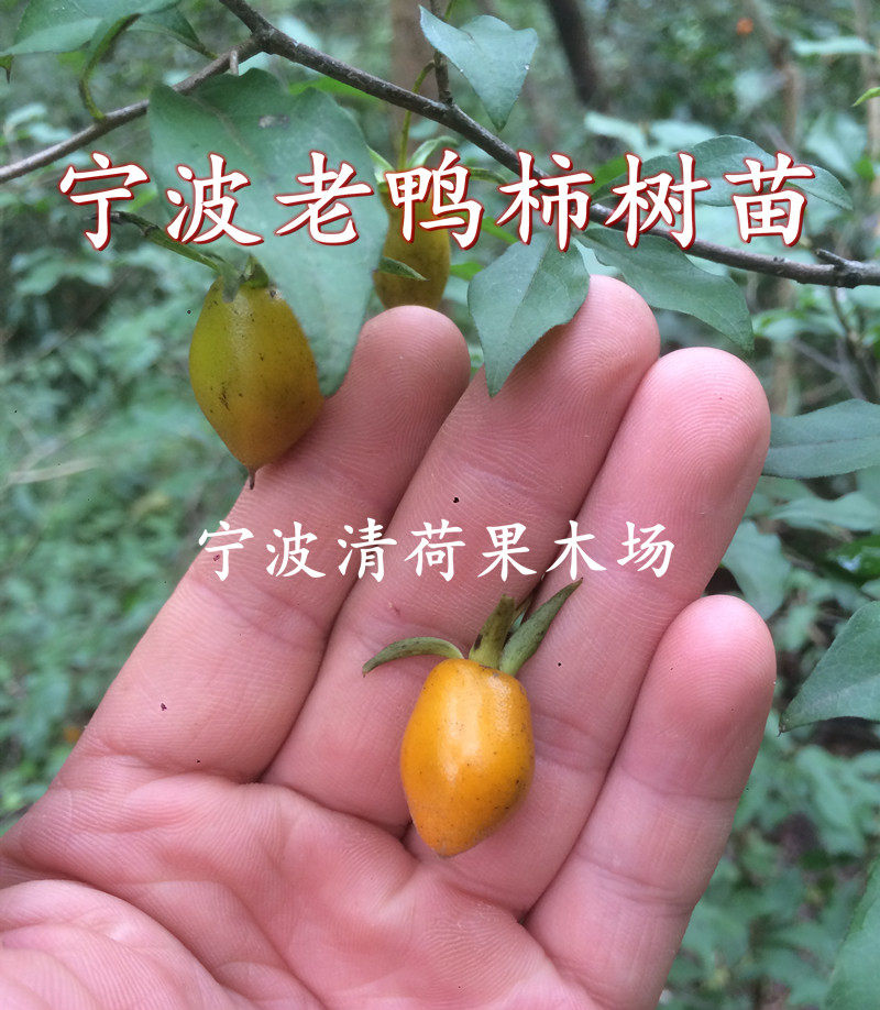 现挖现卖宁波老鸭柿果树苗 盆栽金弹子树苗 可做盆景的山柿子树