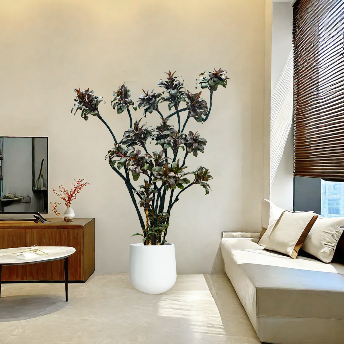 娃娃蕉盆栽紫气东来大绿植客厅老桩黑红叶吸甲醛办公室内耐阴好养