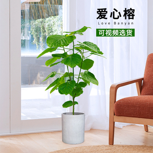 爱心榕盆栽大绿植阔叶心叶榕室内客厅四季常青网红观叶植物净空气