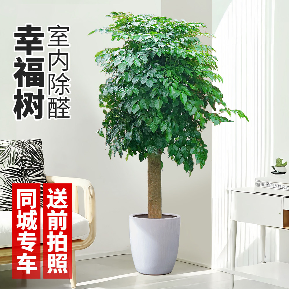 上海单杆幸福树客厅盆栽大型绿宝植物室内办公室阳台绿植老桩同城,鲜花速递/花卉仿真/绿植园艺,大型绿植/成品组合盆栽,淘宝优惠券,粉丝福利购,淘宝优惠卷