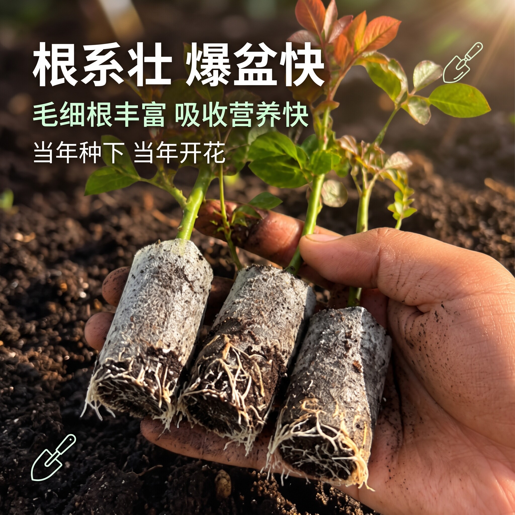 切花玫瑰杯苗大花带土球月季花树苗多色花苗耐热耐寒地栽易活图片