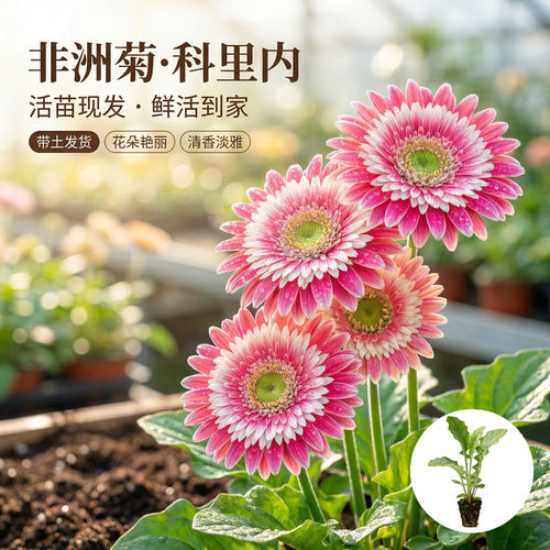 非洲菊科里内花苗5颗扶郎花小苗高杆重瓣大花四季开花鲜切花