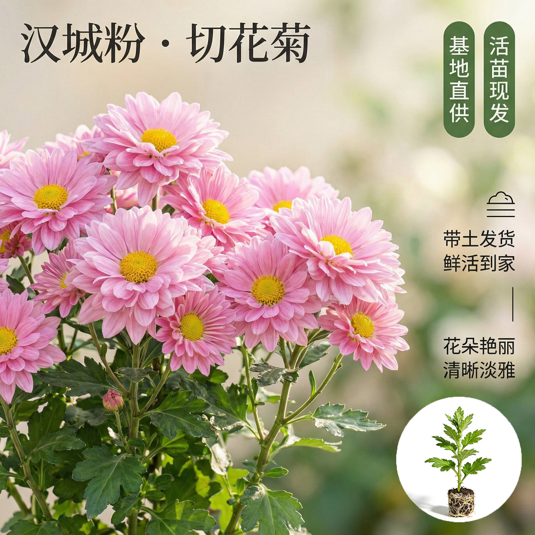 切花菊汉城粉花苗皇后香草沙拉菊卡巴林三文鱼大菊花苗多年生包邮