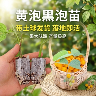正宗云南黄泡苗无刺栽秧泡黄锁莓酸甜多汁当年结果南北方可种