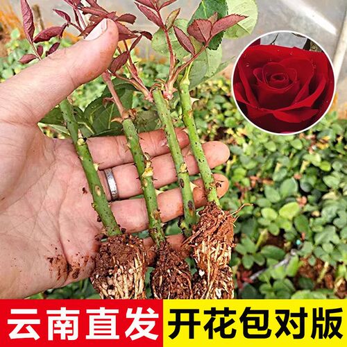 玫瑰小苗盆栽花苗浓香型月季花苗四季好养庭院美化真花卉苗扦插苗