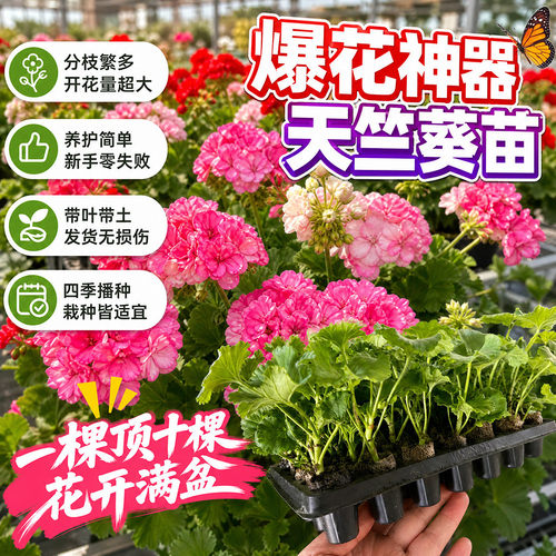 天竺葵花苗10棵花开满园可盆栽洋绣球苗重瓣庭院阳台花卉绿植好养