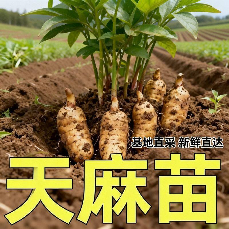 高产天麻种苗高发芽率秋冬种植2026新高产蔬菜种子乌红天麻种籽子