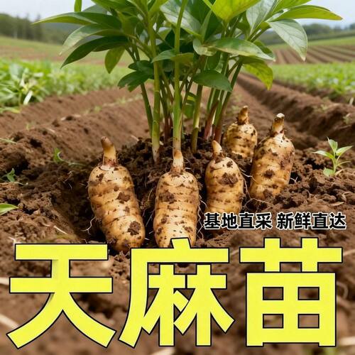 高产天麻种苗高发芽率秋冬种植2026新高产蔬菜种子乌红天麻种籽子