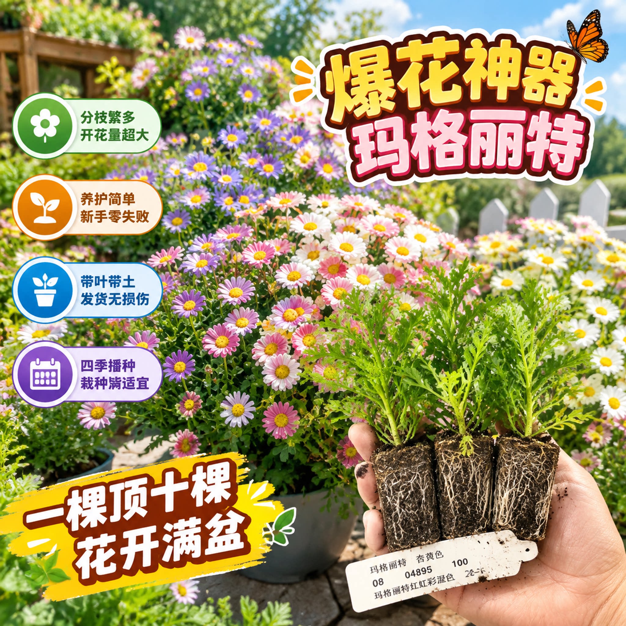 玛格丽特花苗糖果重瓣木春菊多年生易爆盆阳台庭院多季开花小苗