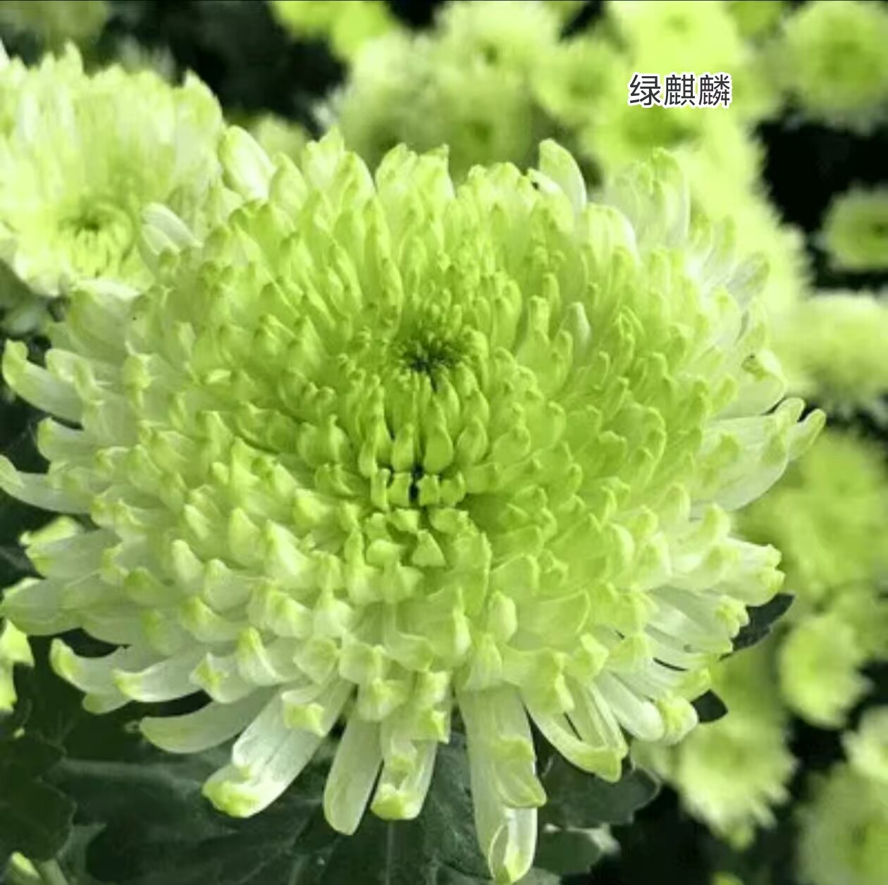【绿麒麟】大菊花苗 独本菊花苗瑞云殿 国华大菊系列狮子头菊