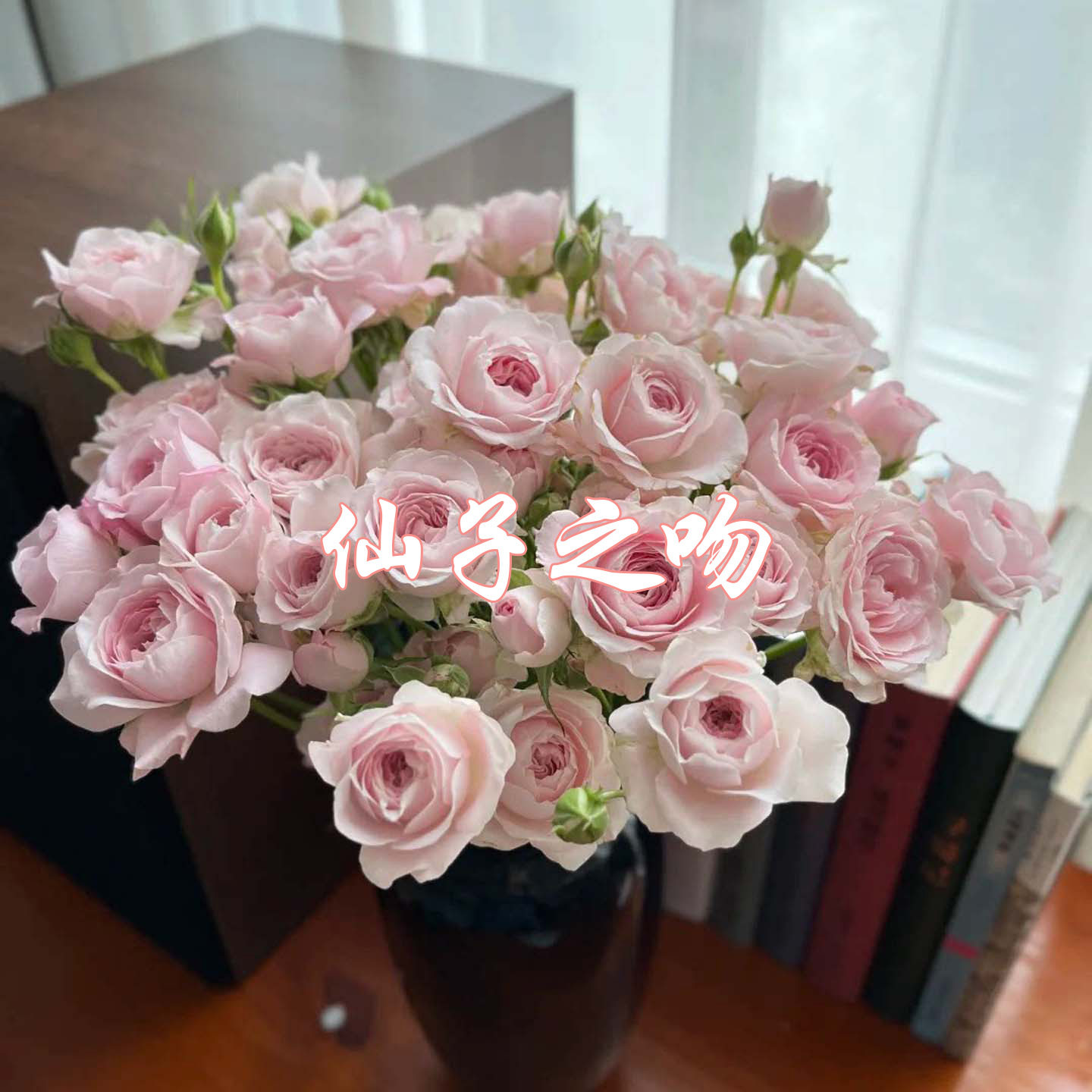 【仙子之吻】玫瑰杯苗大花带土月季花苗多色花苗耐热耐寒地栽易活