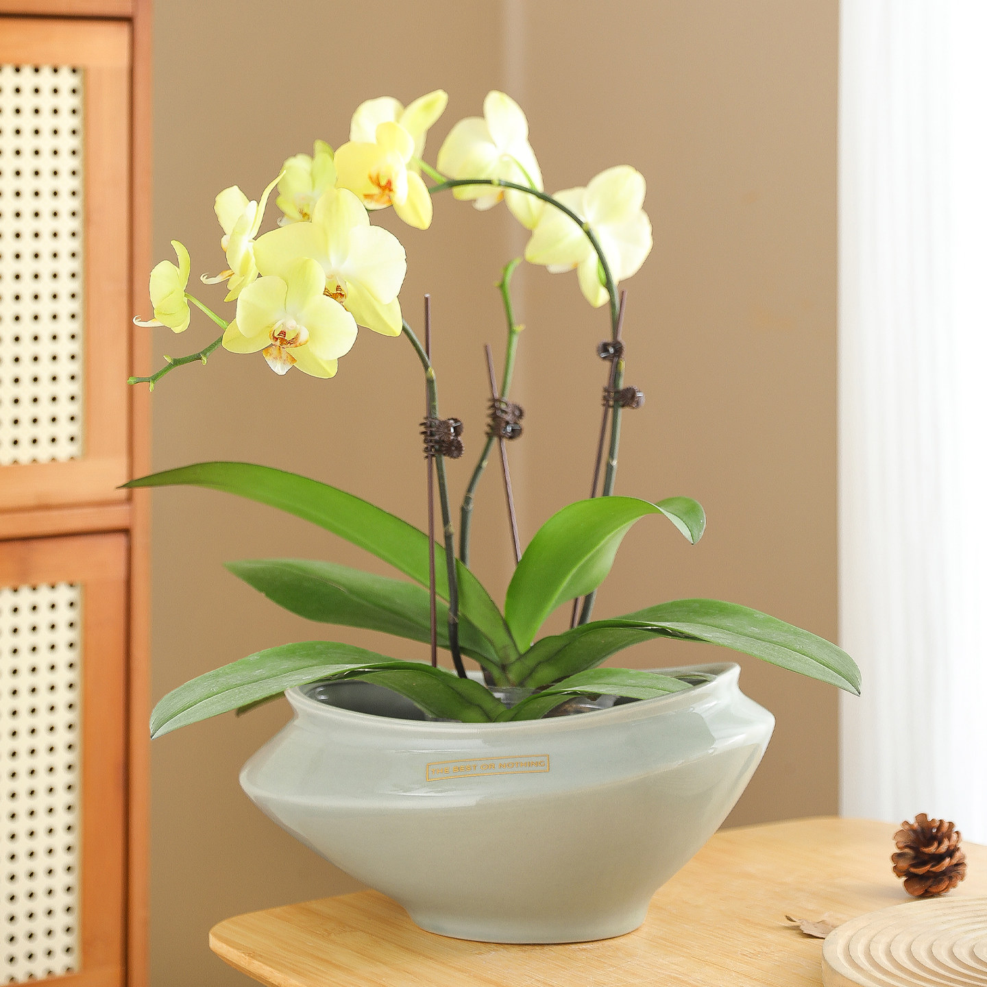 花盆陶瓷新中式大口径创意异形家用摆放蝴蝶兰专用流泉枫盆景盆栽,鲜花速递/花卉仿真/绿植园艺,花盆,淘宝优惠券,粉丝福利购,淘宝优惠卷