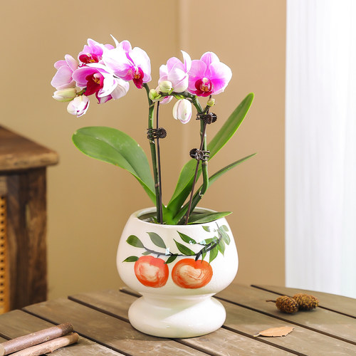 陶瓷花盆家用轻奢冰裂手绘小号盆