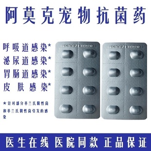 阿莫克呼吸道感染狗细菌皮炎尿道感染趾间炎球菌狗皮肤病消炎药猫