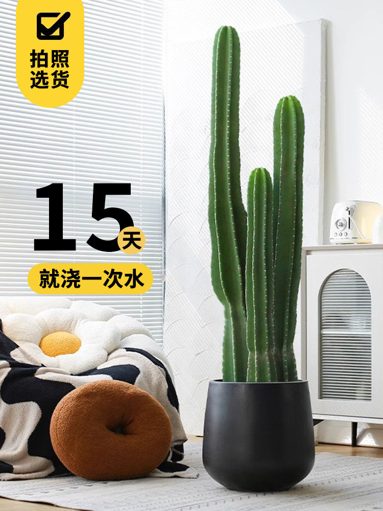 量天尺仙人掌仙人柱多肉植物网红北欧风中大型客厅办室内盆栽好养