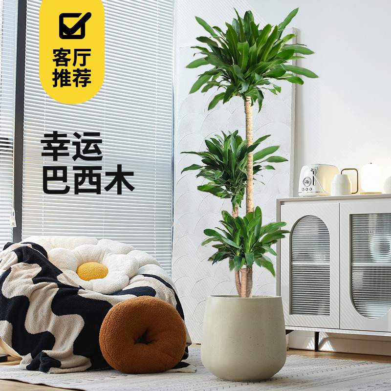 幸运巴西木室内大型绿植盆栽香龙血树铁树客厅办公室落地盆景绿植