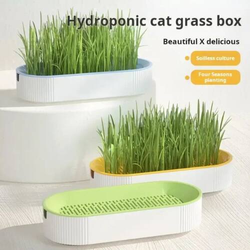 Hydroponic Cat Grass Box Cat Treats Catnip Hydroponic Soille