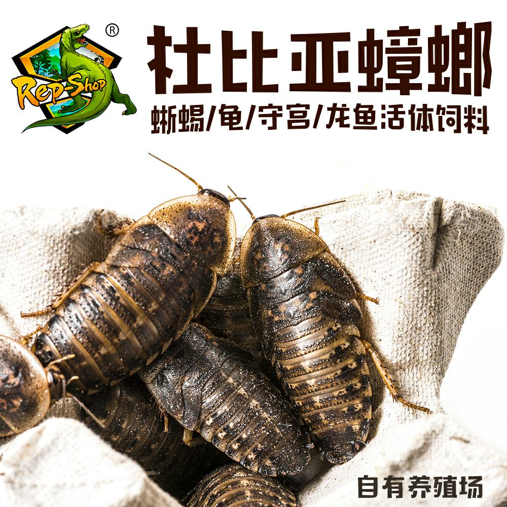 活体饲料食物饲料Rep-Shop