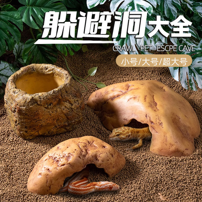 陆龟乌蜥蜴守陆龟乌蜥蜴守