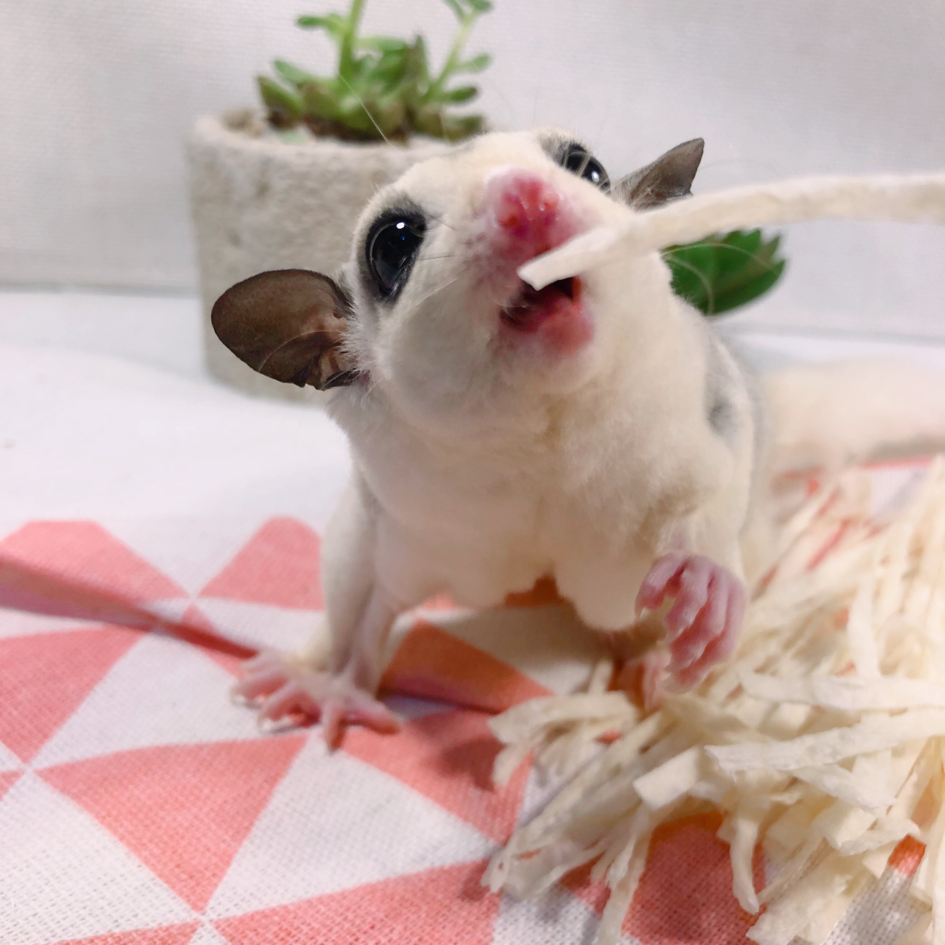 泰国进口蜜袋鼯鳕鱼条零食松鼠花枝鼠鳕鱼条鳕鱼丝补钙补充蛋白质