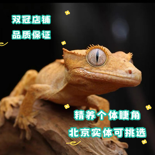 北京实体睫角守宫睫角活体莉莉白盖勾亚守宫雨林造景爬宠可上门挑