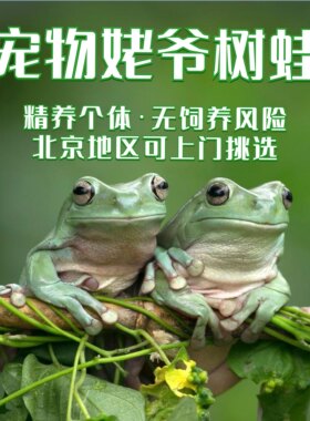 活体树蛙姥爷树蛙活体