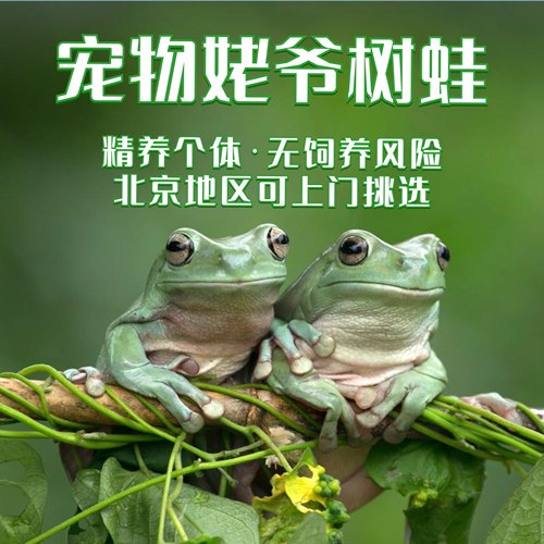 活体树蛙姥爷树蛙活体