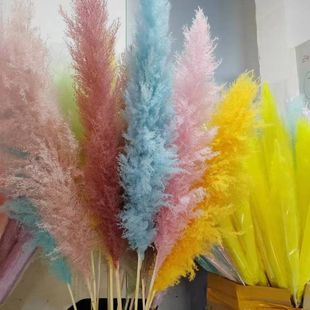 新品网红大芦苇蒲苇干花花束桌面摆件拍摄神器道具插花粉色永生花