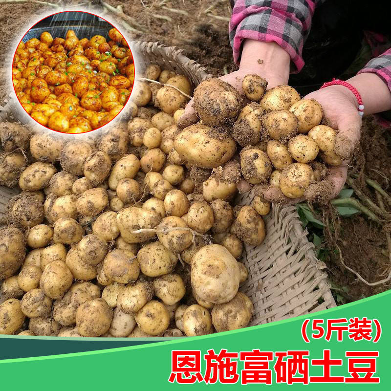 马尔科5斤恩施小土豆土特产富硒农家新鲜老品种黄心小洋芋马铃薯