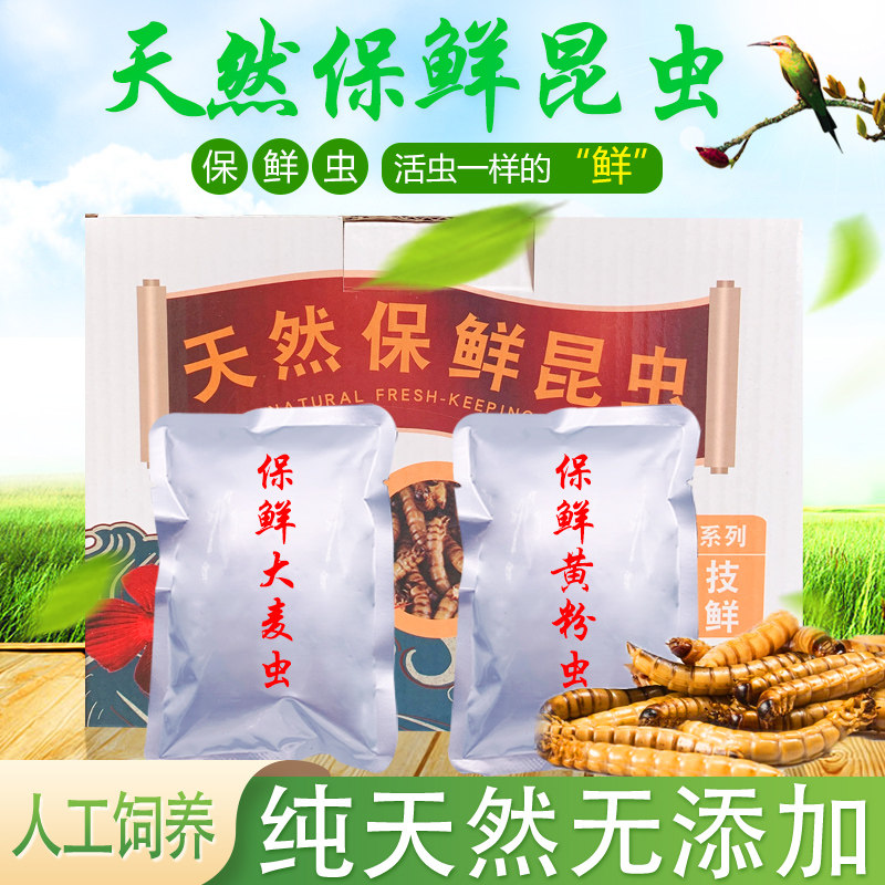 吉唯鱼虫类中国大型鱼保鲜