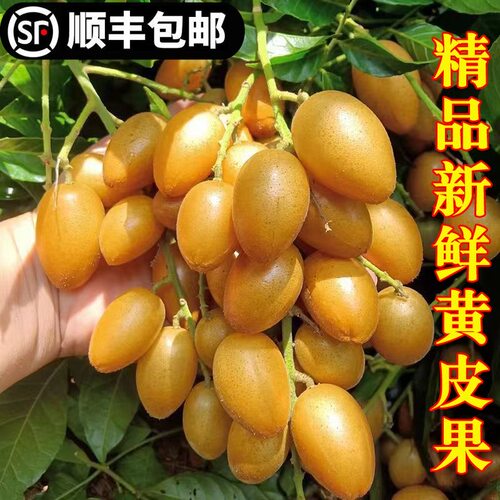顺丰包邮广西鸡心贵妃黄皮果新鲜现摘时令鸡心贵妃黑黄皮酸甜水果