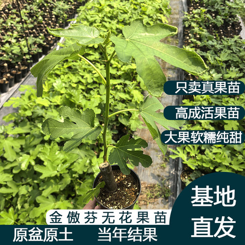 金傲芬无花果苗当年结果高成活