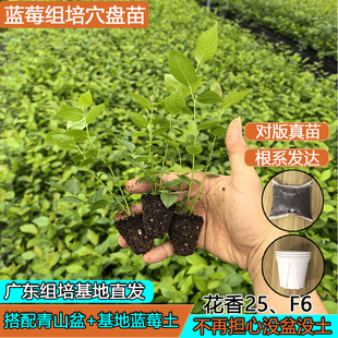 【三颗蓝莓穴盘组培苔藓苗】花香25纯甜无酸F6丰产脆甜南高丛果苗